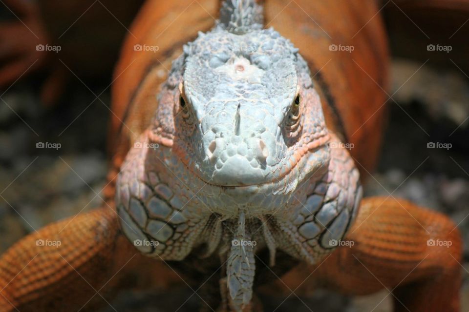 Iguana closeup . "Make my Day"