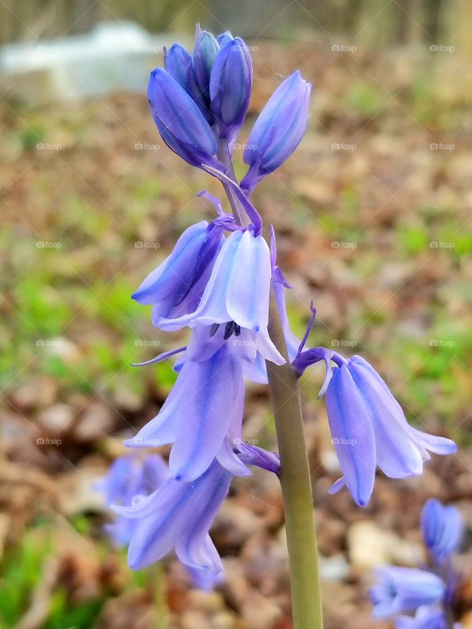 lonely purple flowers