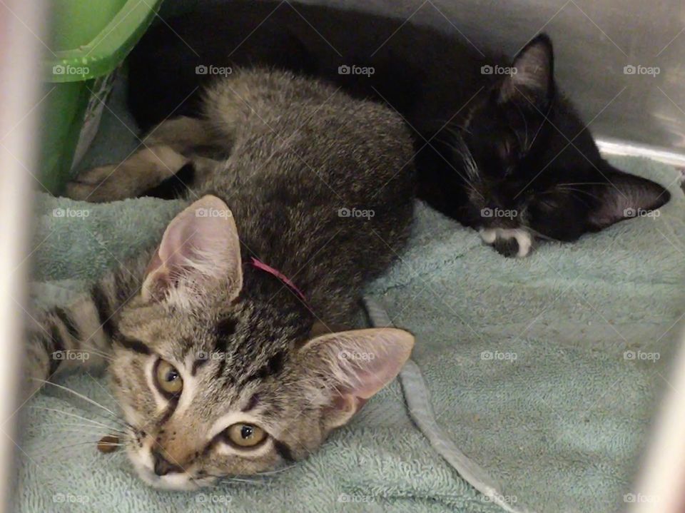 Beautiful kittens up for adoption at PetSmart 