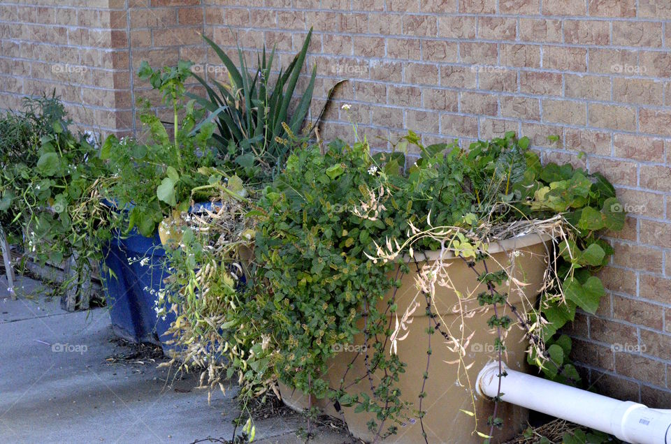 Water catching planting troughs
