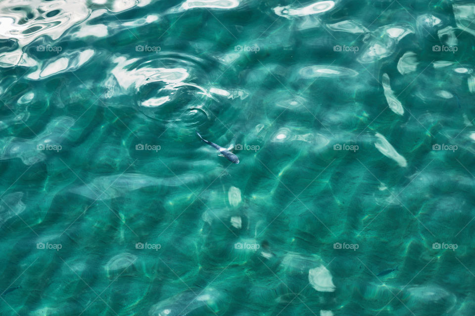 High angle view of fish swimming in water