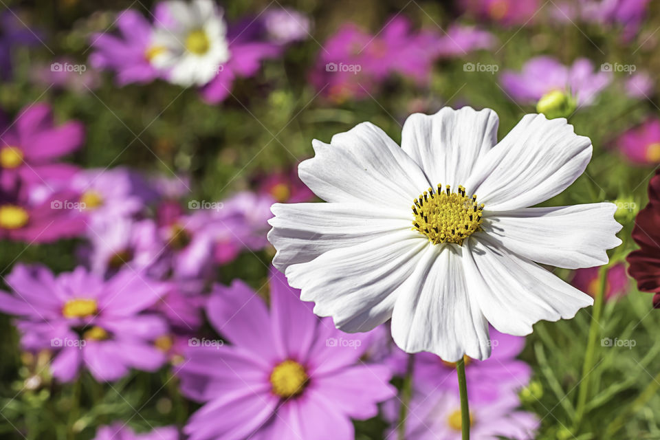 Colorful Cosmos sulphureus Cav flowers in garden.