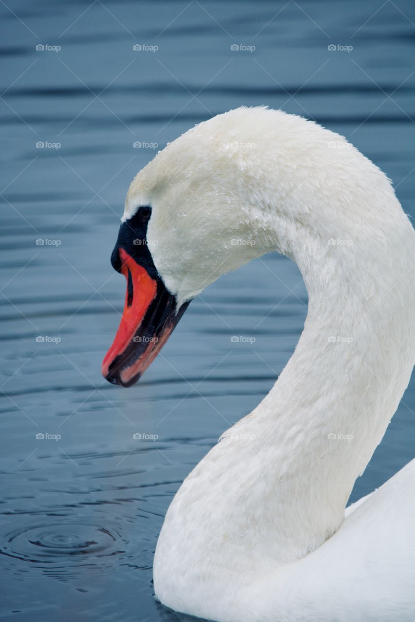 Elegant swan on the lake