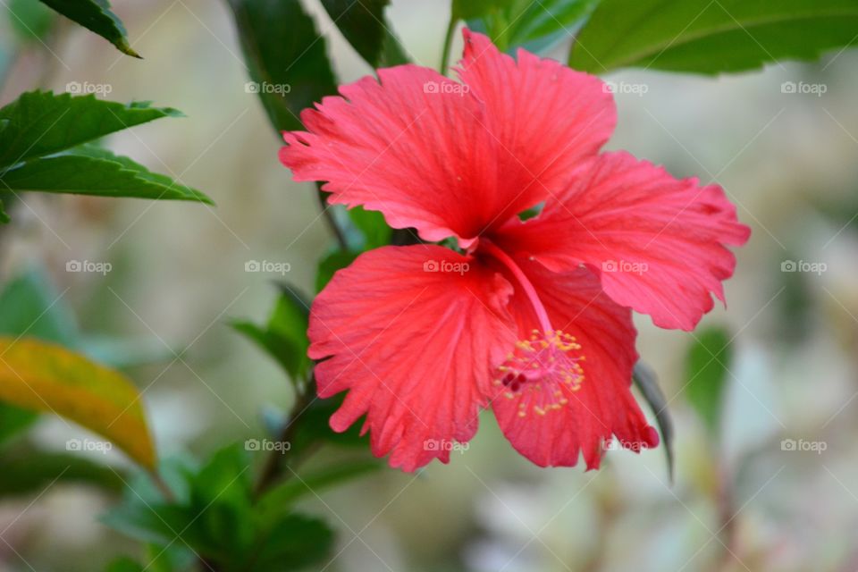 flowers . hibiscus, red flowers