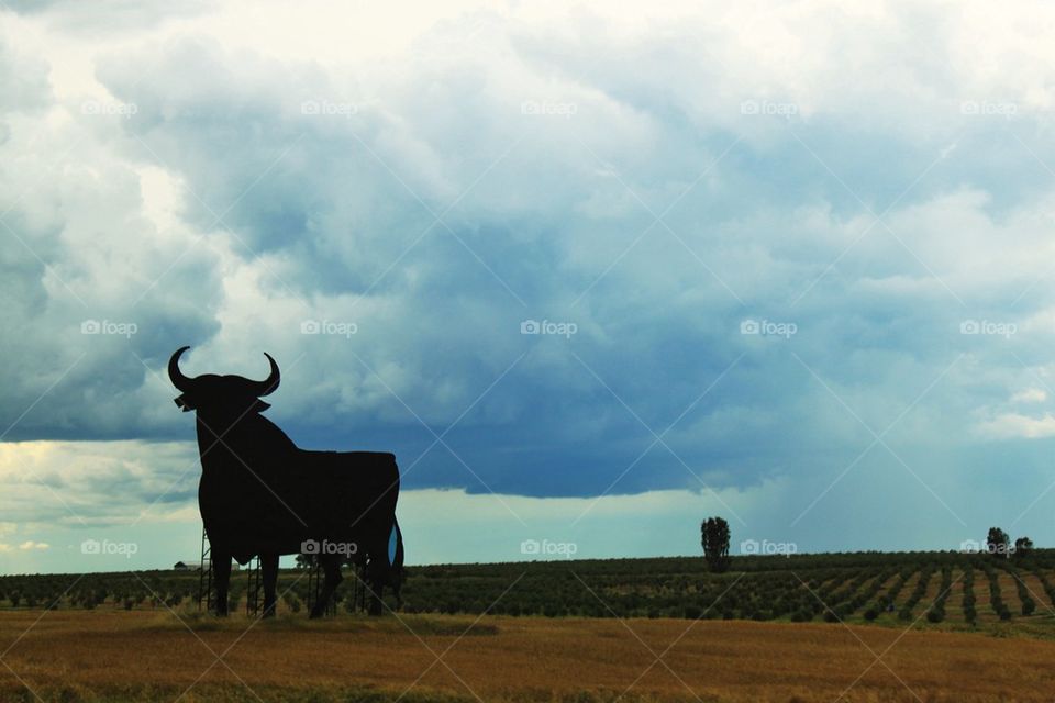 Spanish bull