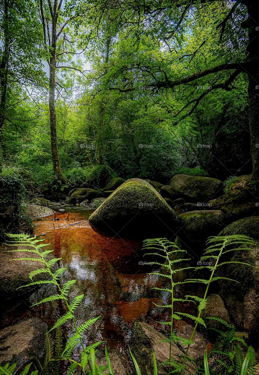 The enchanting forest of Huelgoat with its rocks, its Silver river, its ferns and trees at fall