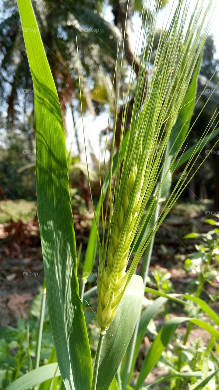 Green and fresh wheat plant. Showing cool nature