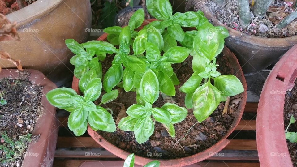 Growing basil plant on pot, top view