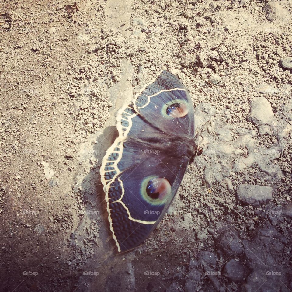 butterfly. A broken wing