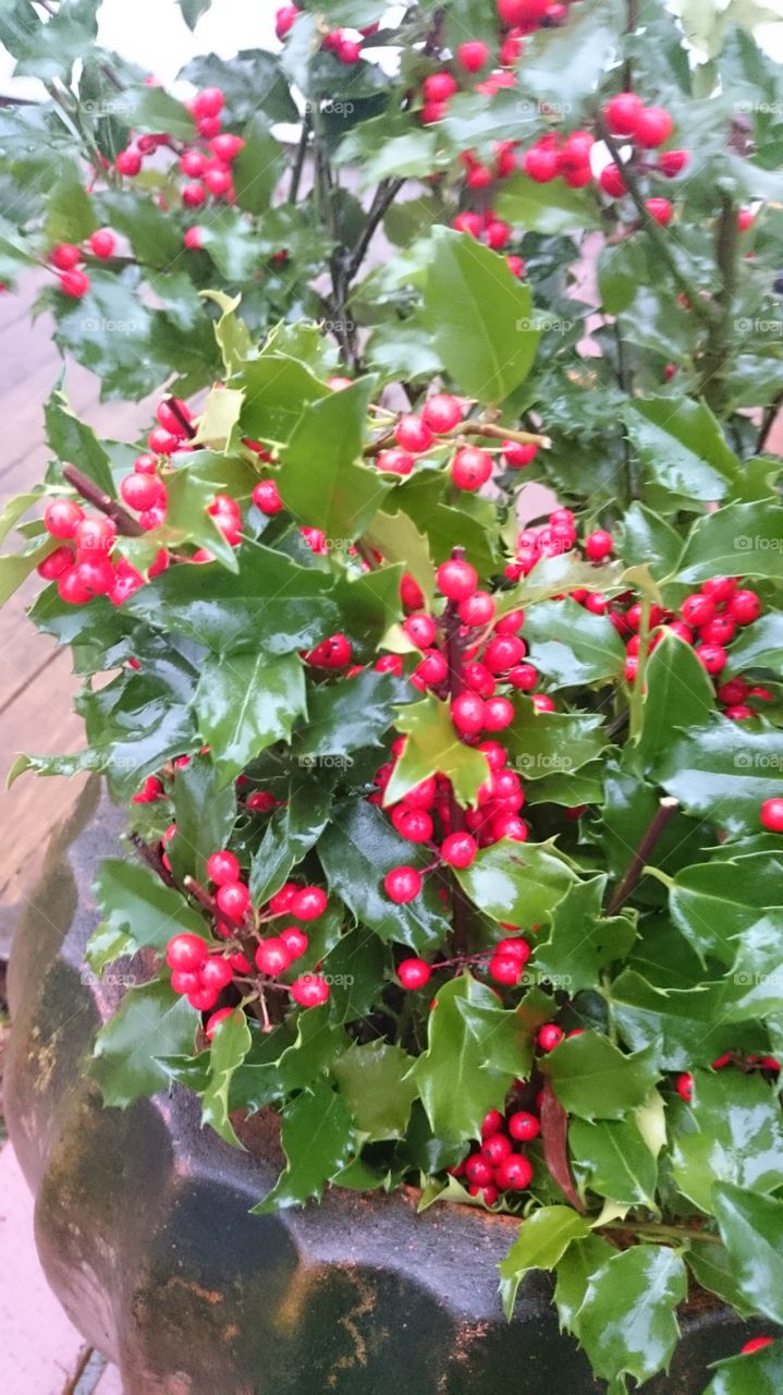 Holly with red berries