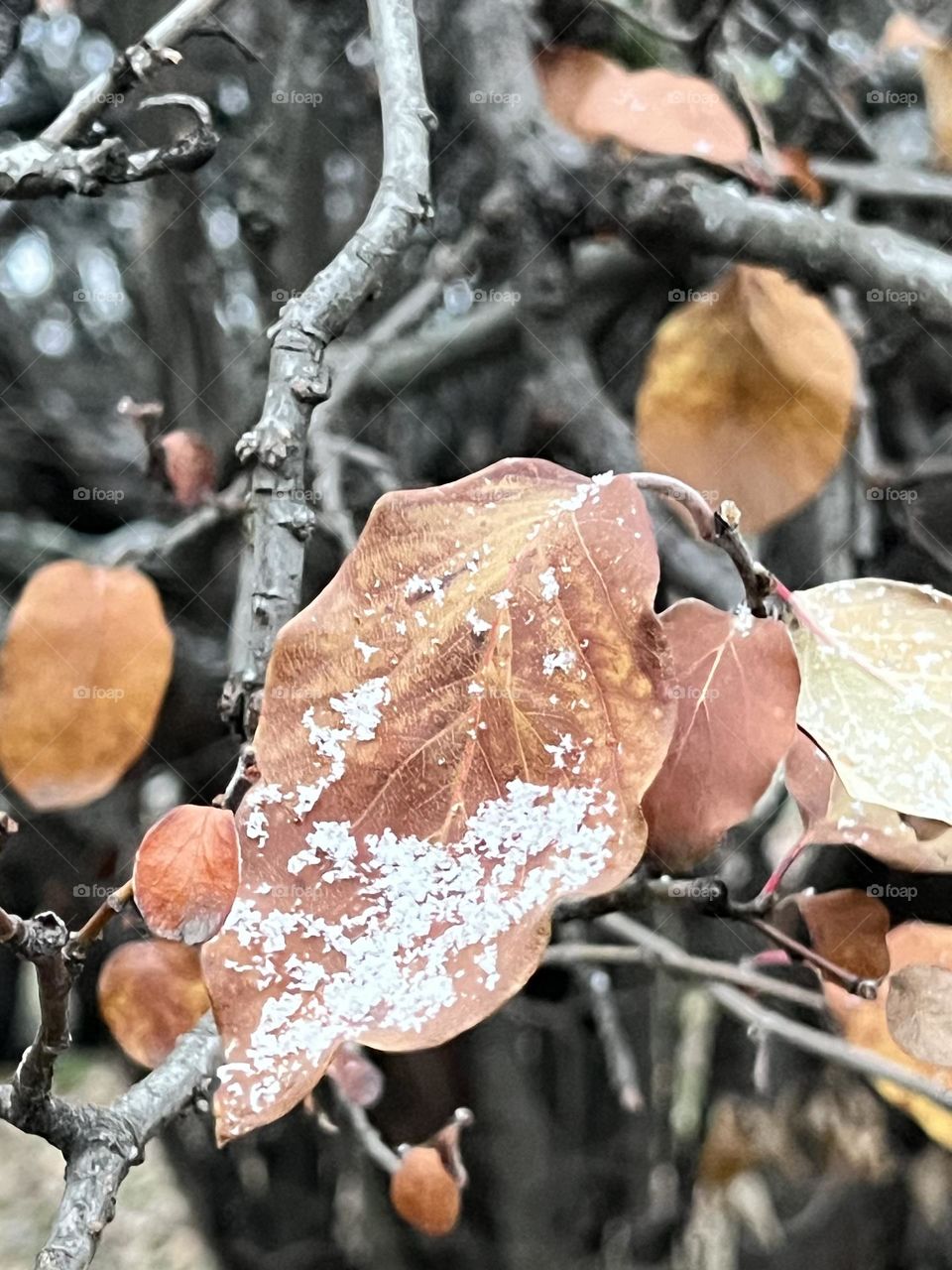 Autumn leaves covered with snow 