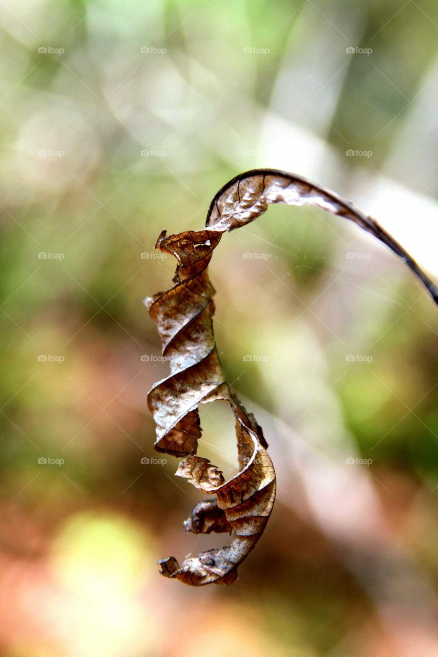 dry leaf lasting to spring, curlung.