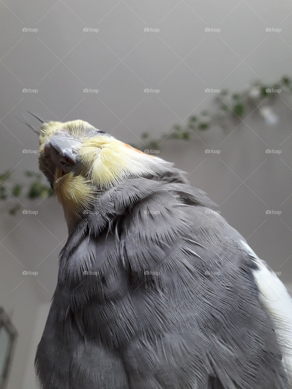 parrot parakeet funny zoom grey giant curious beak bird cockatoo