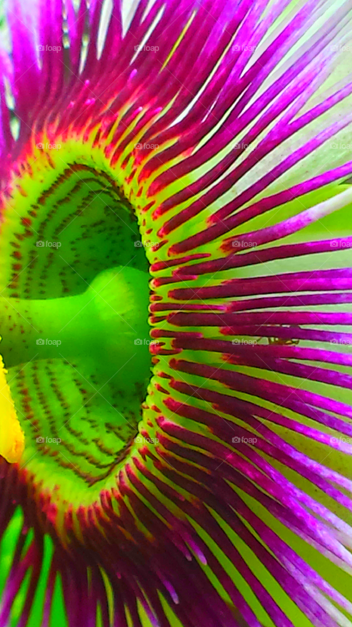 "Passion Flower Close Up"