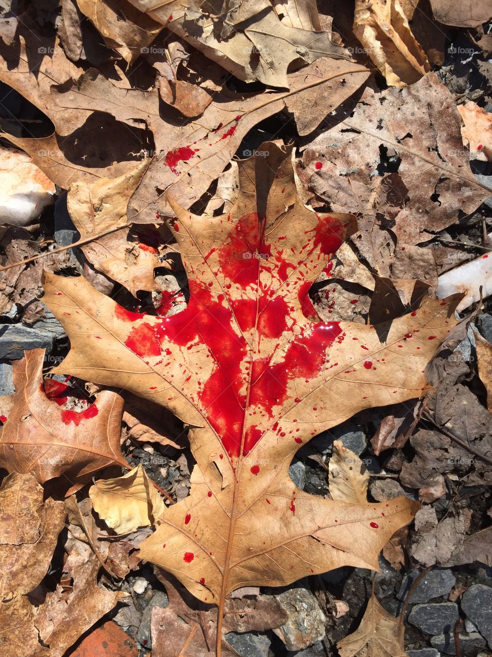 Blood Splattered Leaf