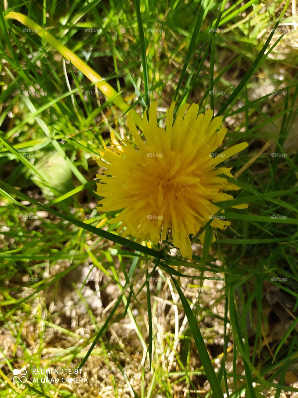 dandelion