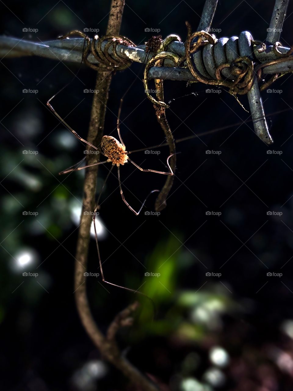 Fence Spider 