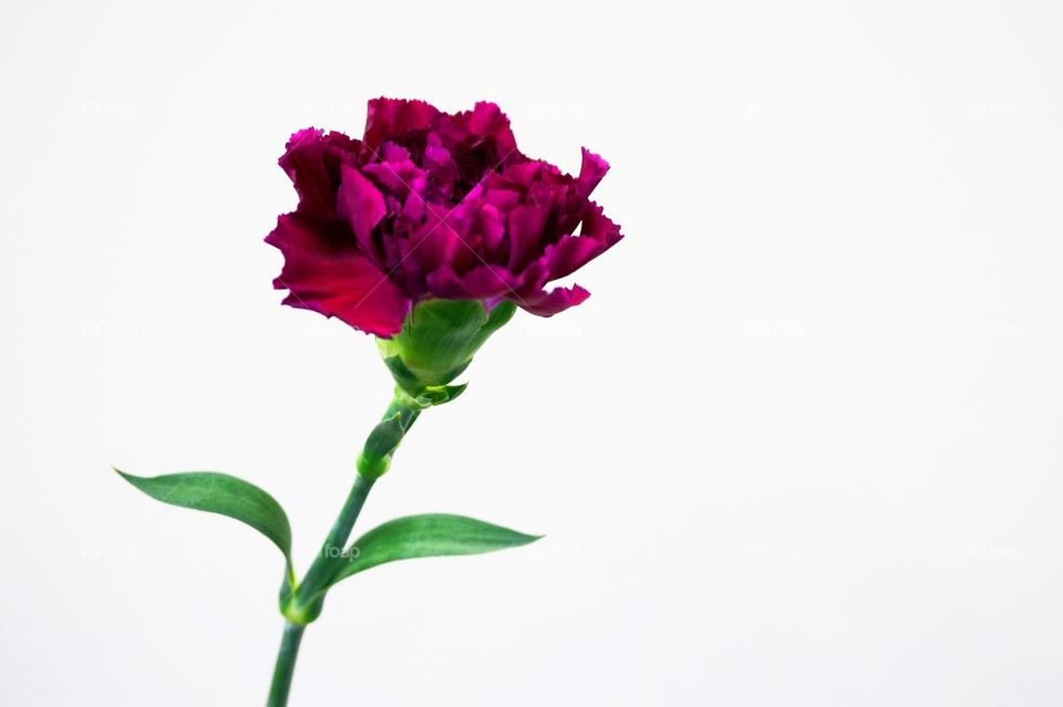 Violet Carnation flower