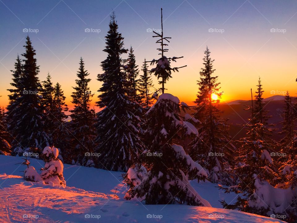 Pine trees covered in snow during sunset