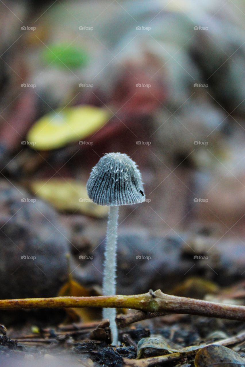 beautiful mushroom on autumn season