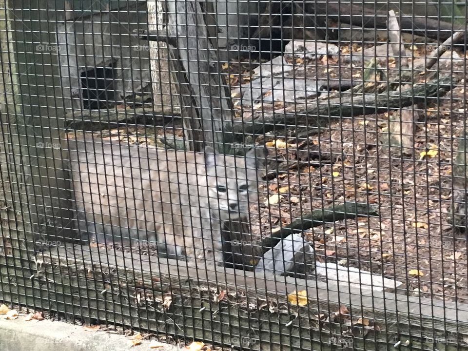 Cage, No Person, Mammal, Security, Industry