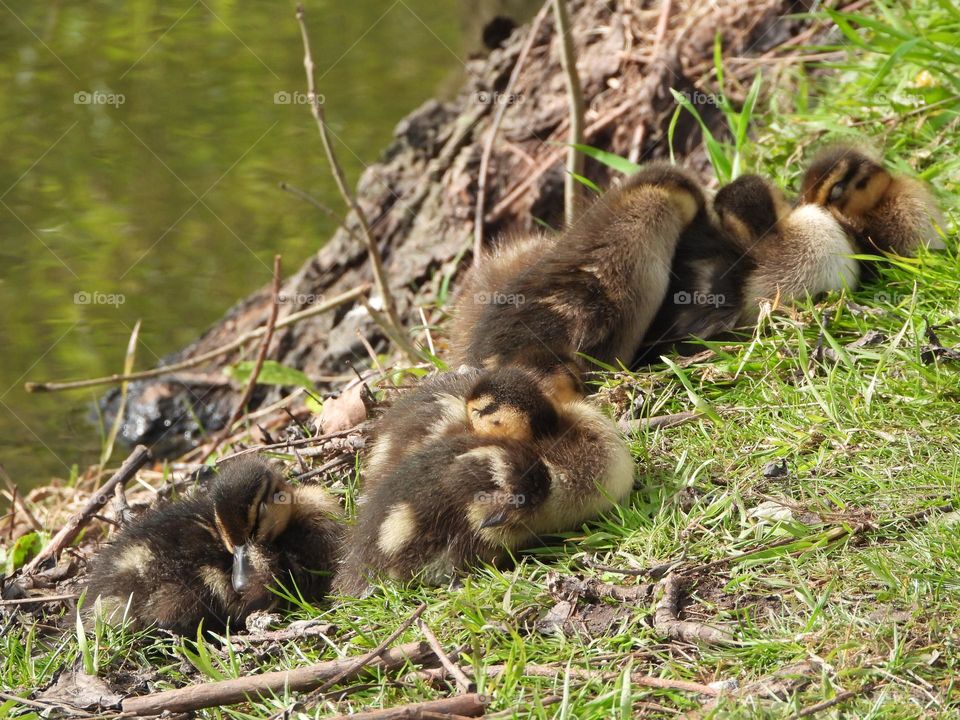 Ducklings at the river