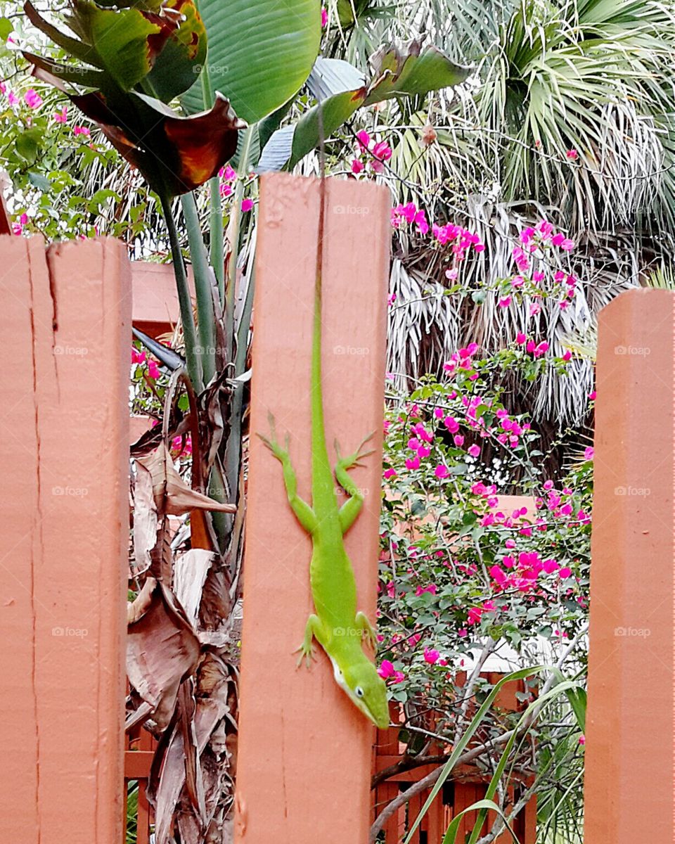 green lizard. green lizard on neighborhood fence