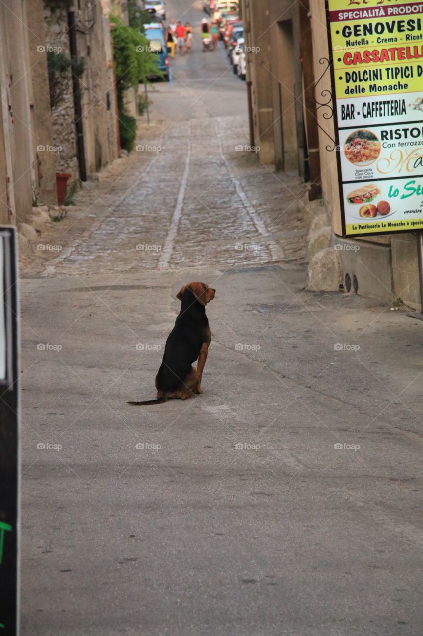 Tramp dog storing at food sign