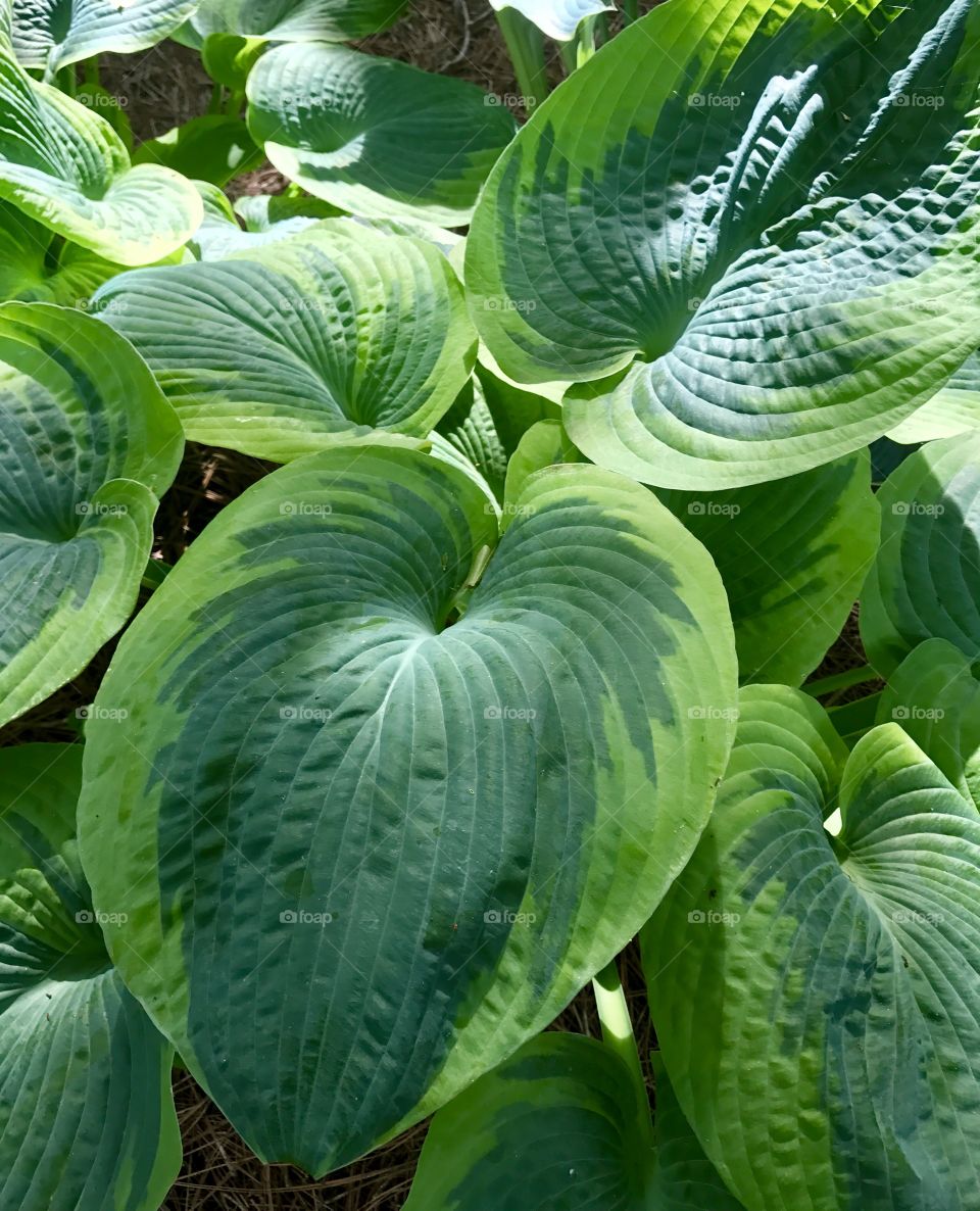 Large Green Leaves