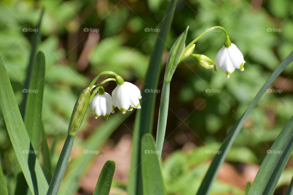 White springtime blooms