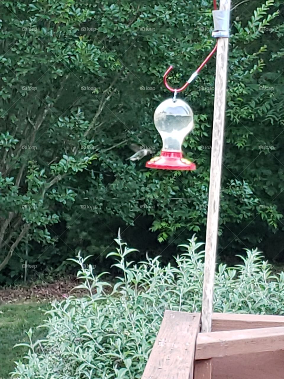 Thirsty hummingbirds