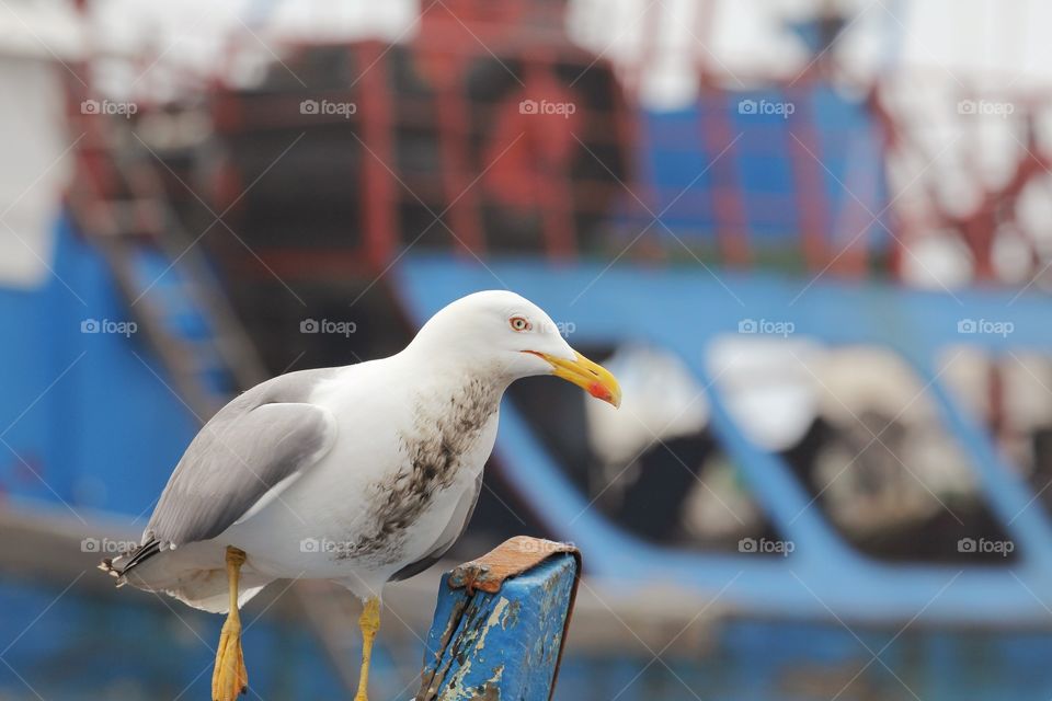 Seagull at fishing port in essouria looking for fish  