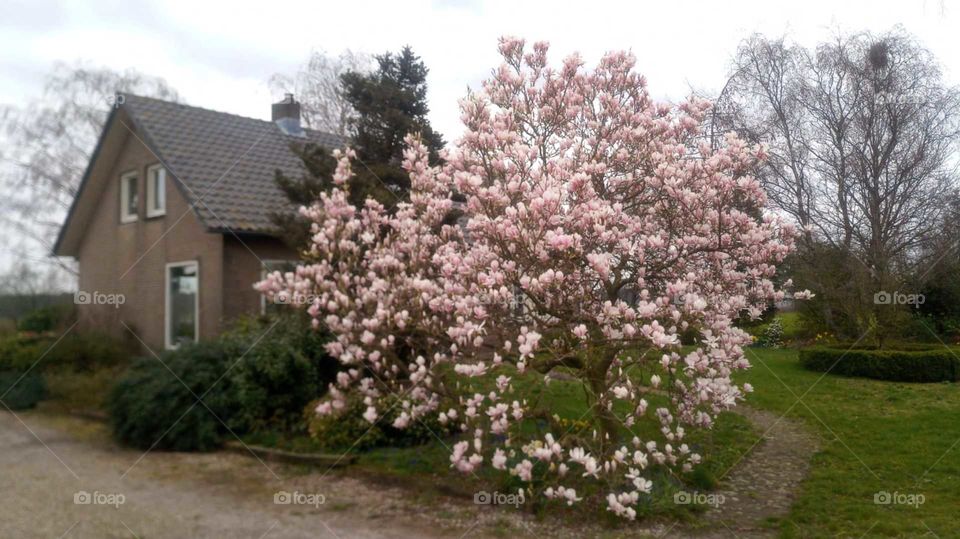 magnolia tree pink