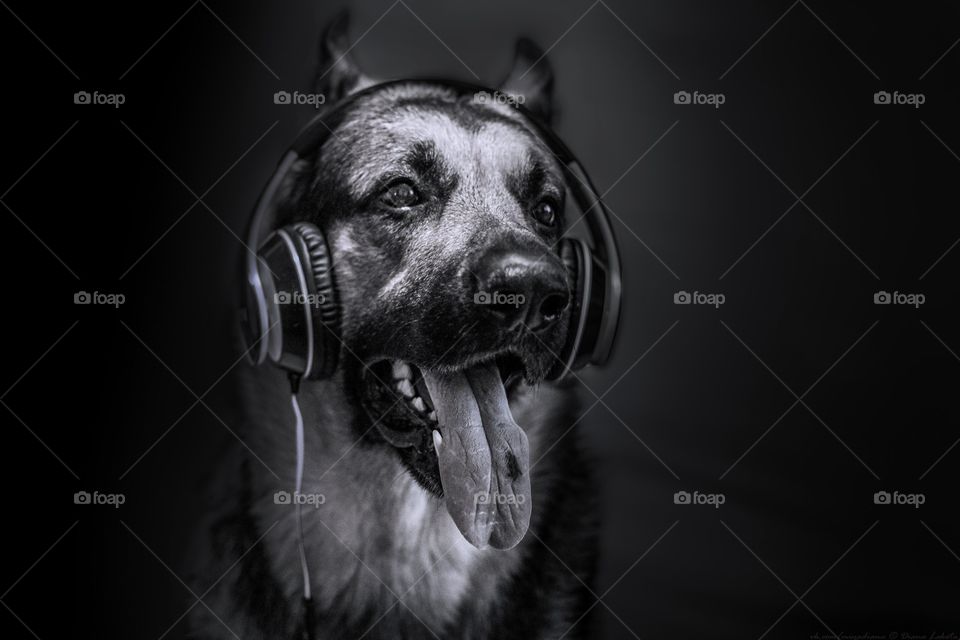 Dog listening music 