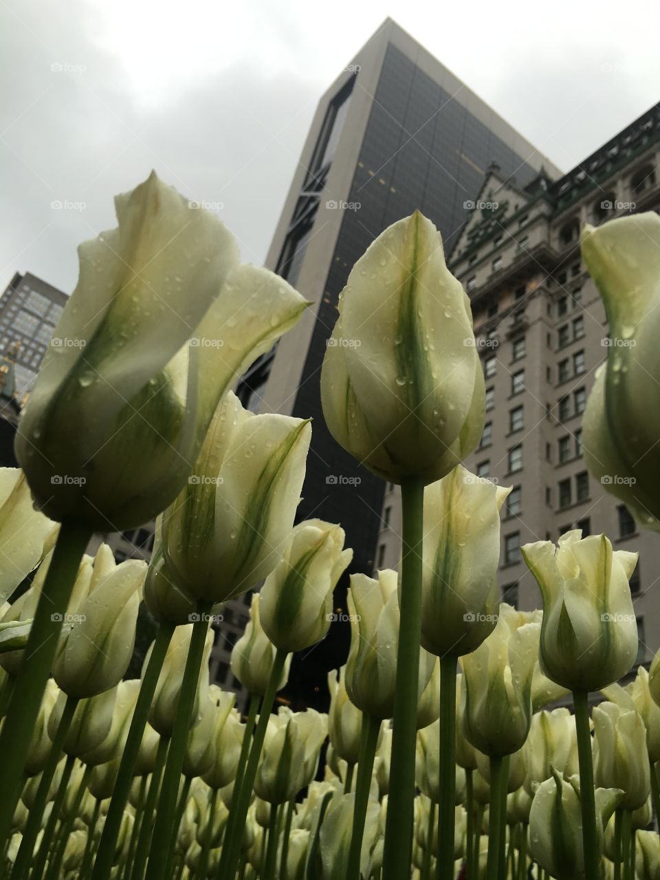 Tulips at Plaza Hotel