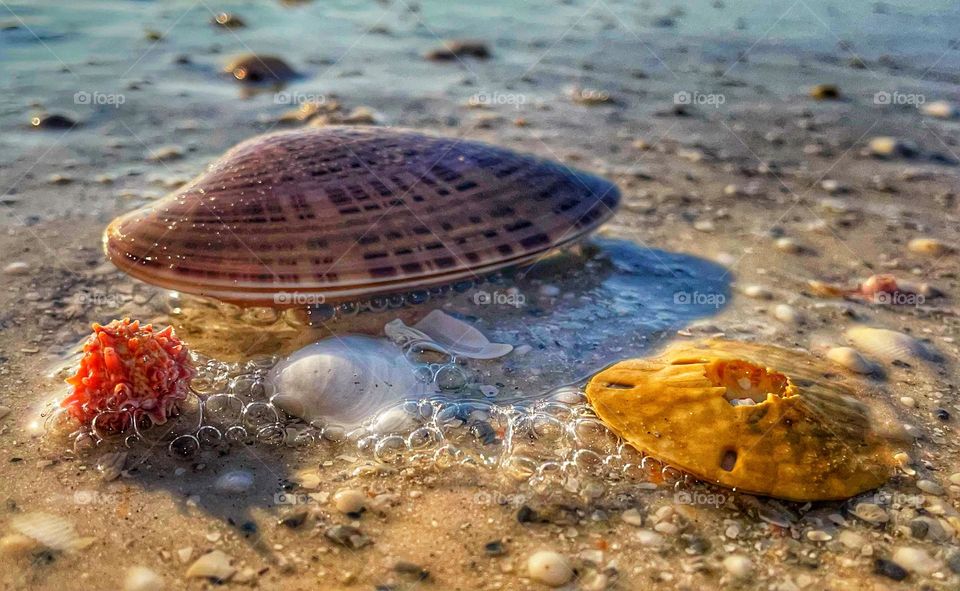 Some beach life along the water 