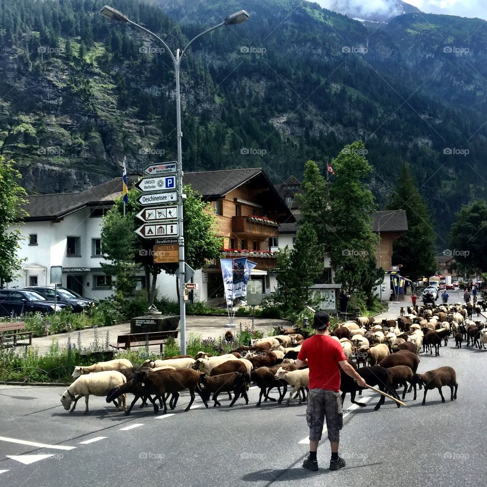 Man herding sheep on the streets of Kandersteg, Switzerland
