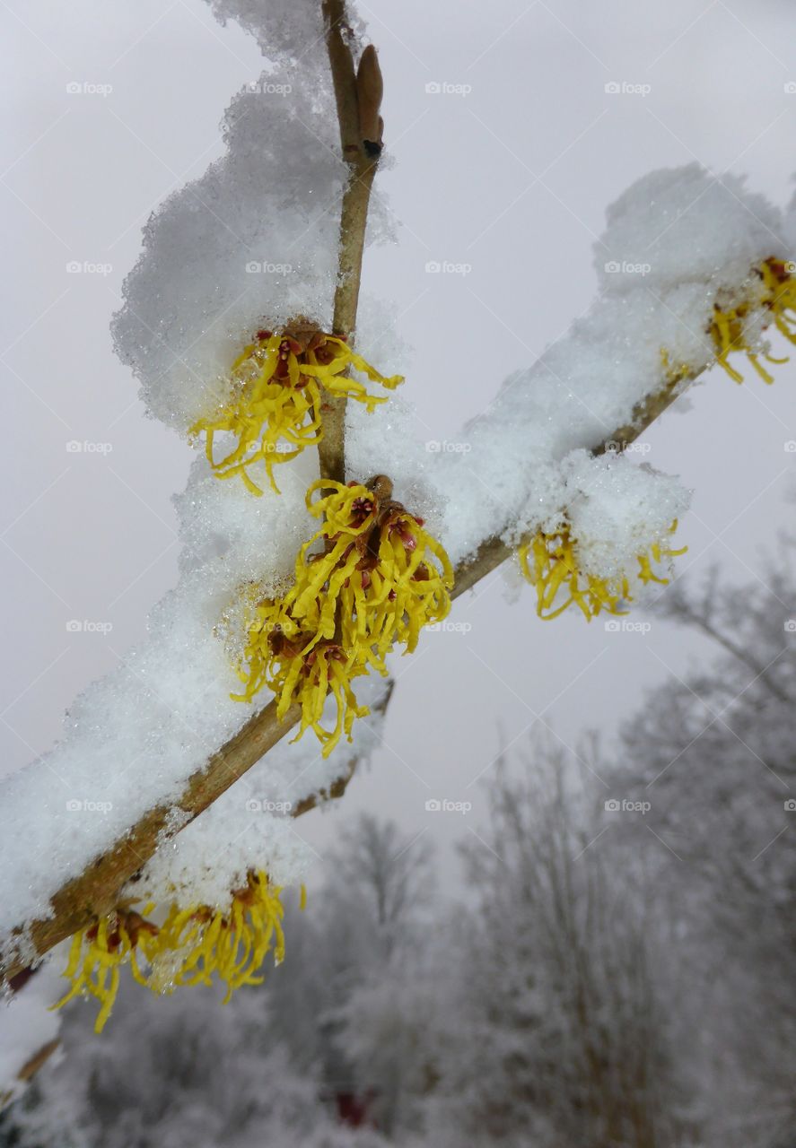 With hazel blossom with snow on top