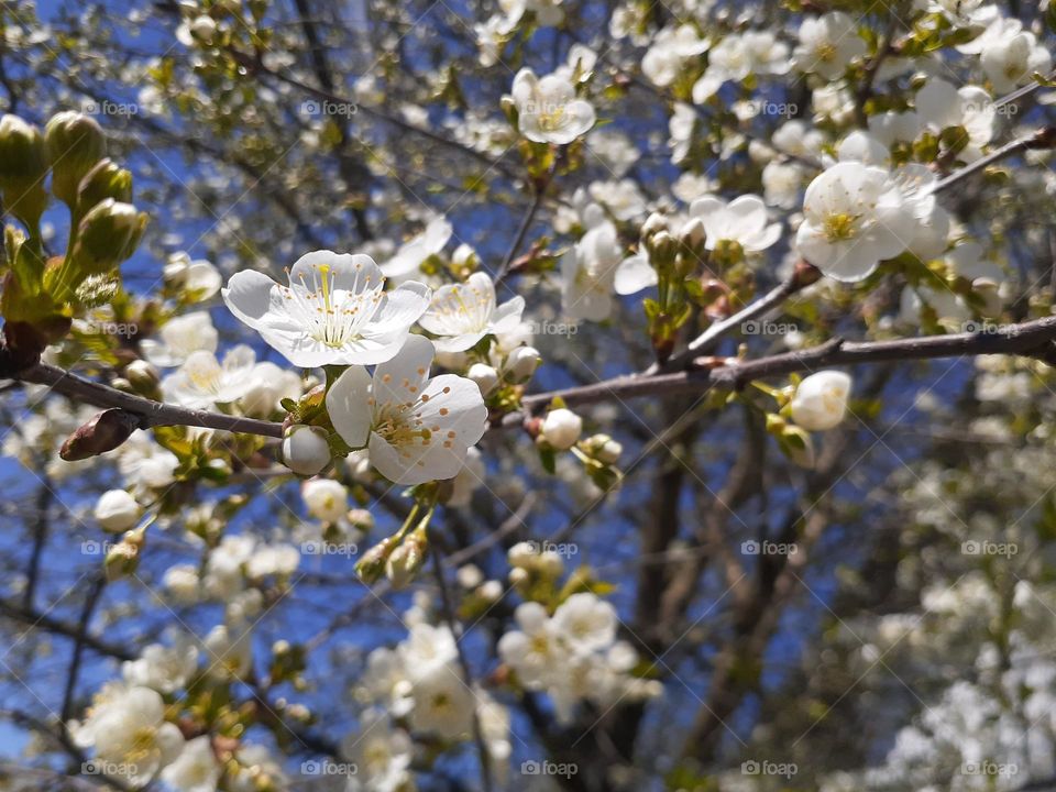 branch of white cherry blossoms against a clear blue sky in spring
