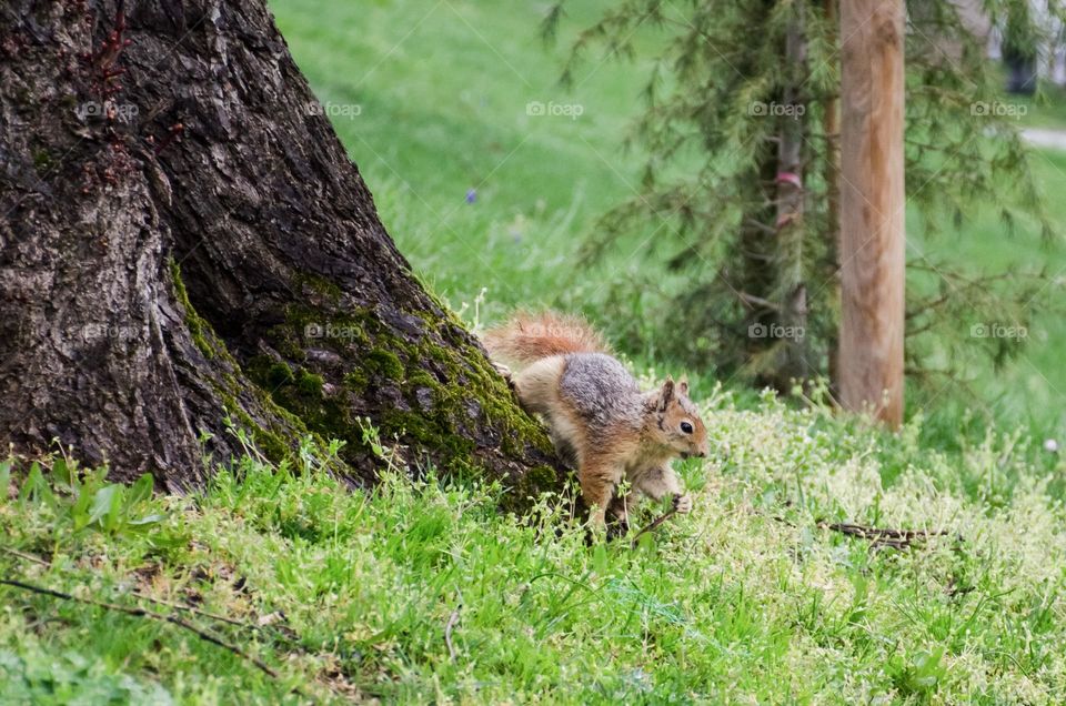 Urban nature:Wildlife