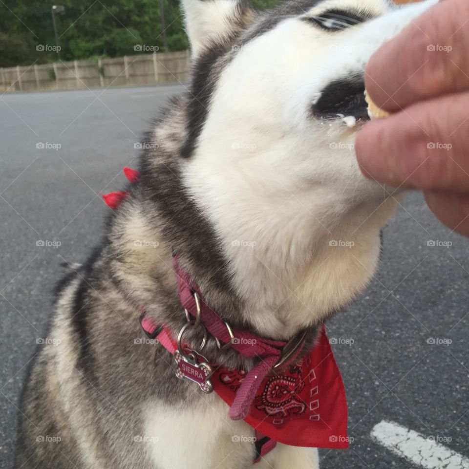 Husky loves ice cream