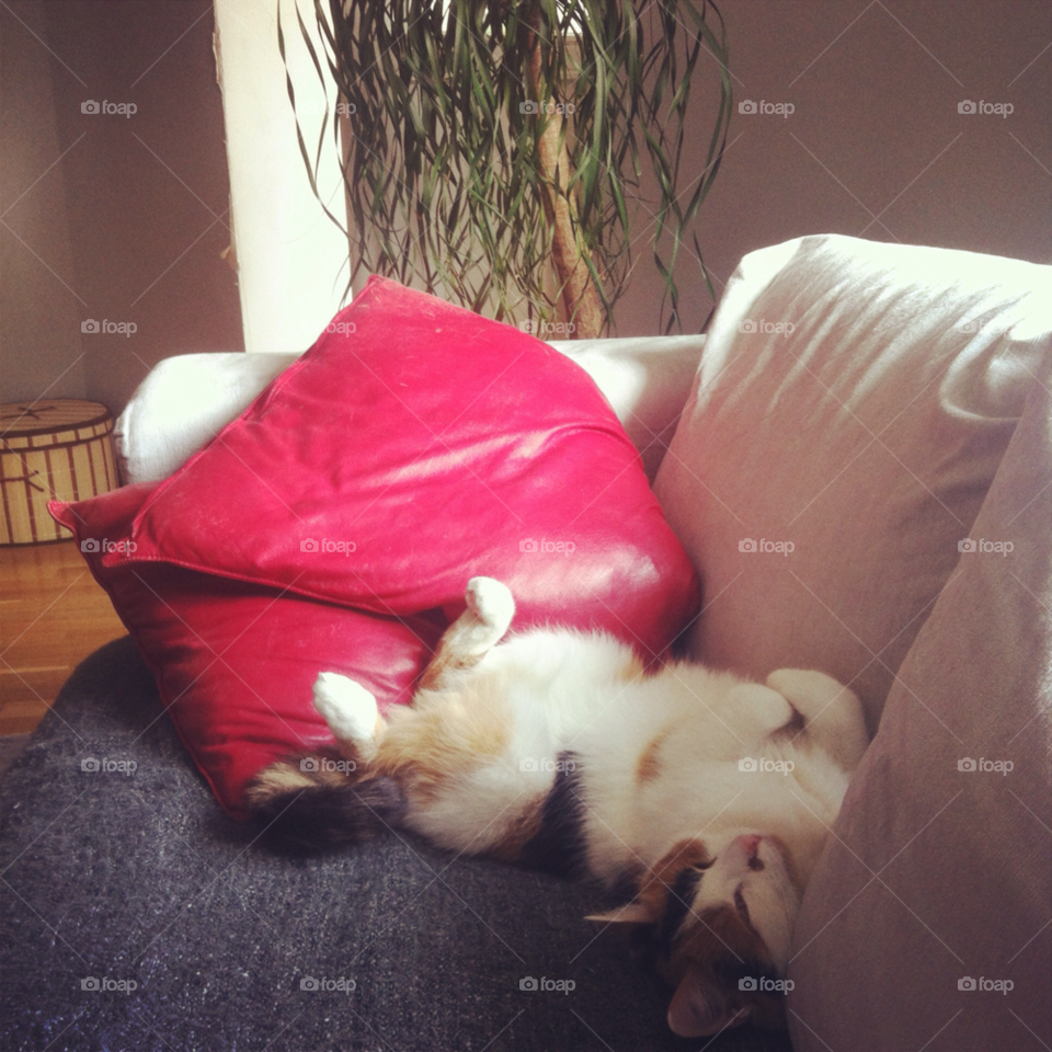 red palm cat cute by juulli_ya