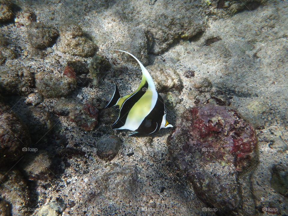 Angel Fish, Hawaii