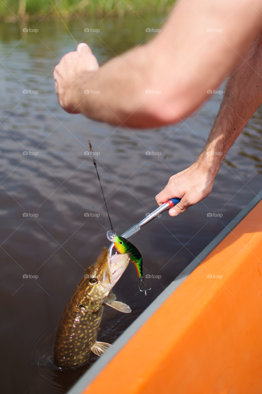 fiske fisk gädda fiska by comonline