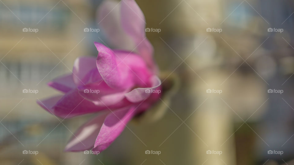 Flower, Nature, Leaf, No Person, Flora