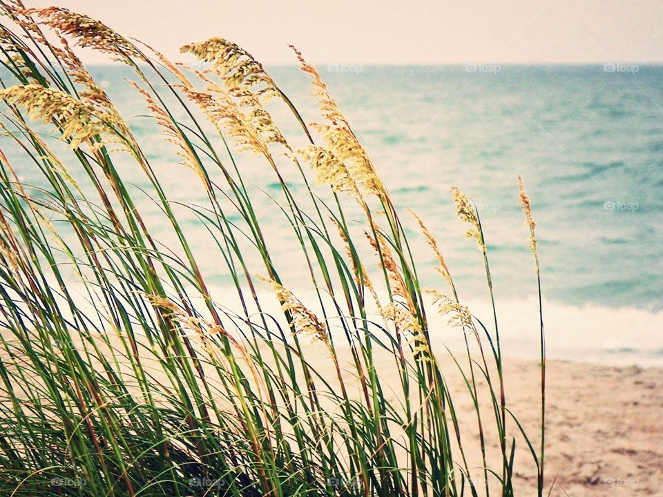 Native grass blows gently in the ocean breeze on Bald Head Island, North Carolina 