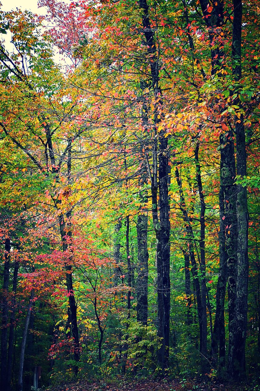 Welcome beautiful fall