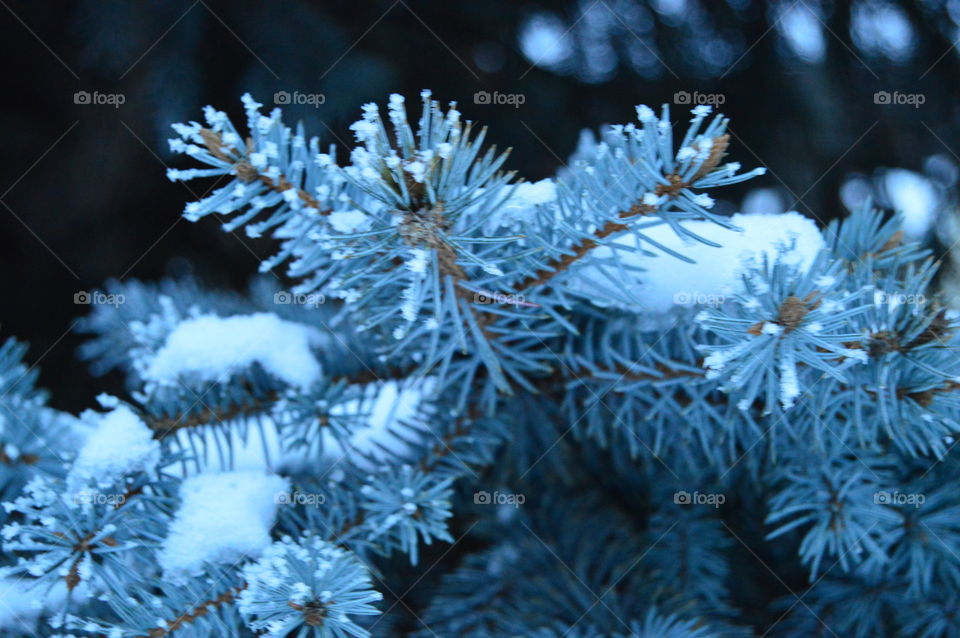 Snow, winter, blue spruce, needles, tree,