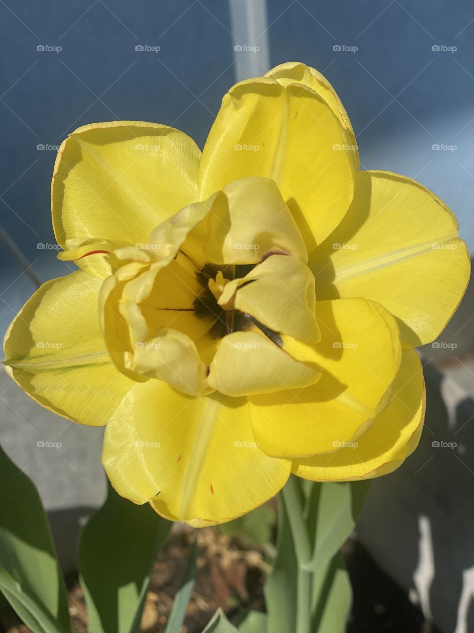 spring flowers, holiday flowers, flowers as a gift, colorful flowers, roses, daffodils, yellow flowers, shop flowers, fresh flowers, nature, flowers in a pot, flowers grow