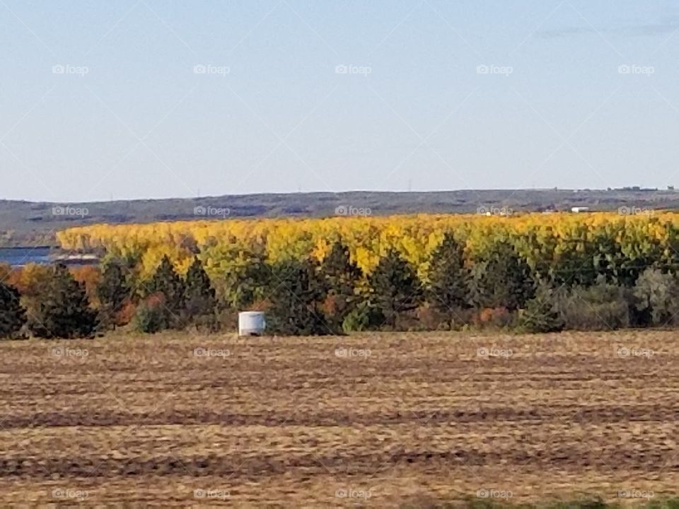 Landscape, Tree, Agriculture, Scenic, Fall